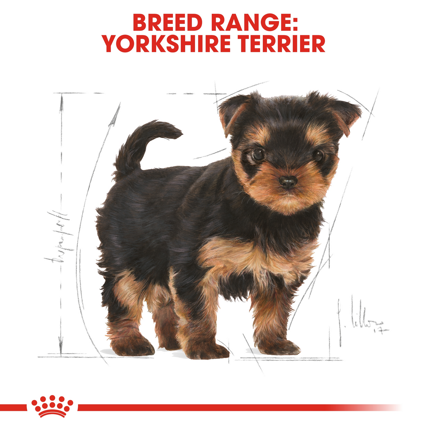 Royal Canin 500 gm Breed Health Nutrition Yorkshire Puppy
