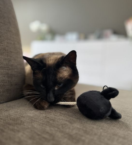 D&D Home I Love Happy Cats Moosy Play Mouse Cat Toy