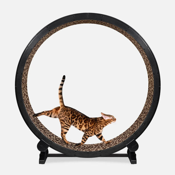 ONE FAST CAT Exercise Wheel 6th Generation for Cat