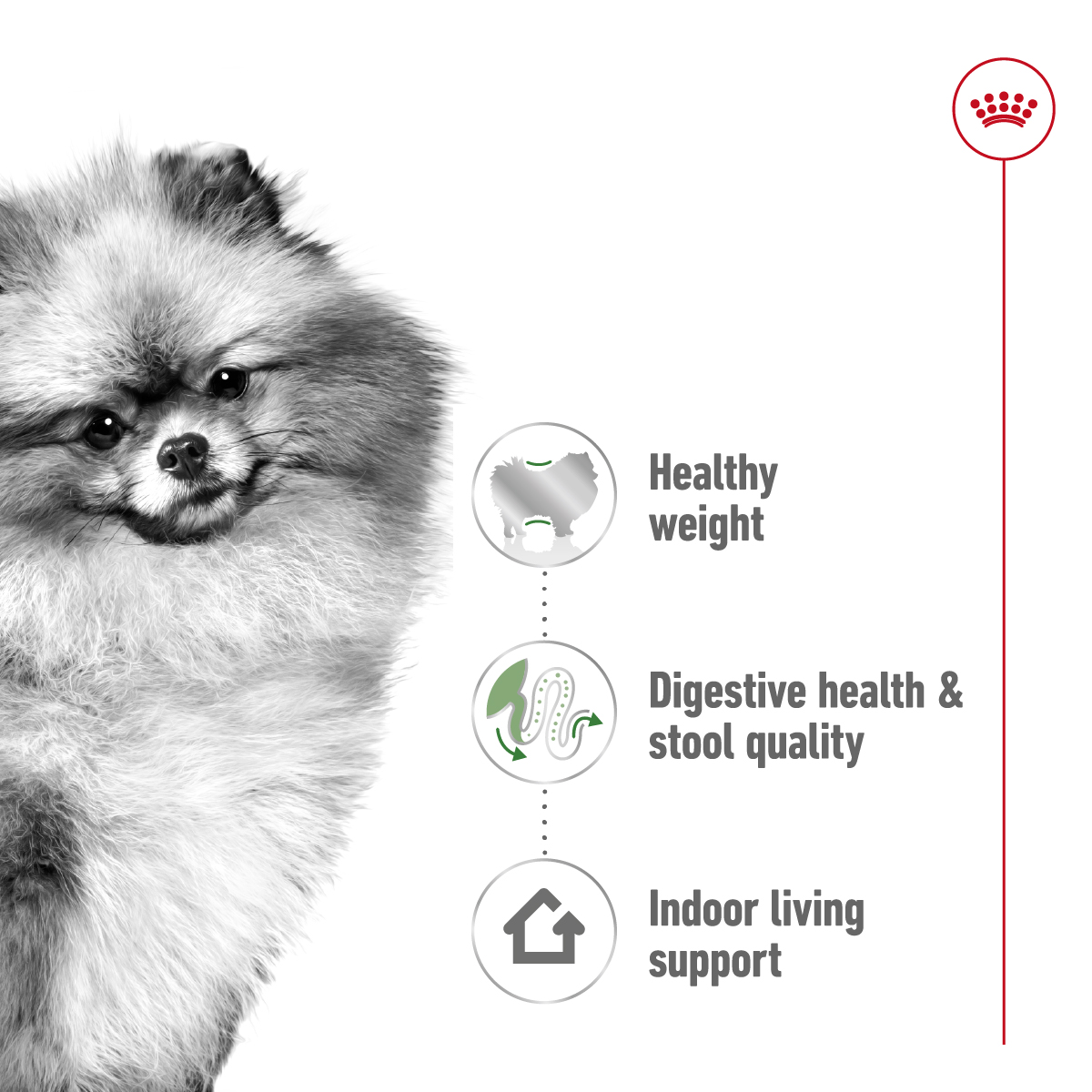 Royal Canin 1.5 kg Size Health Nutrition Mini Indoor Adult