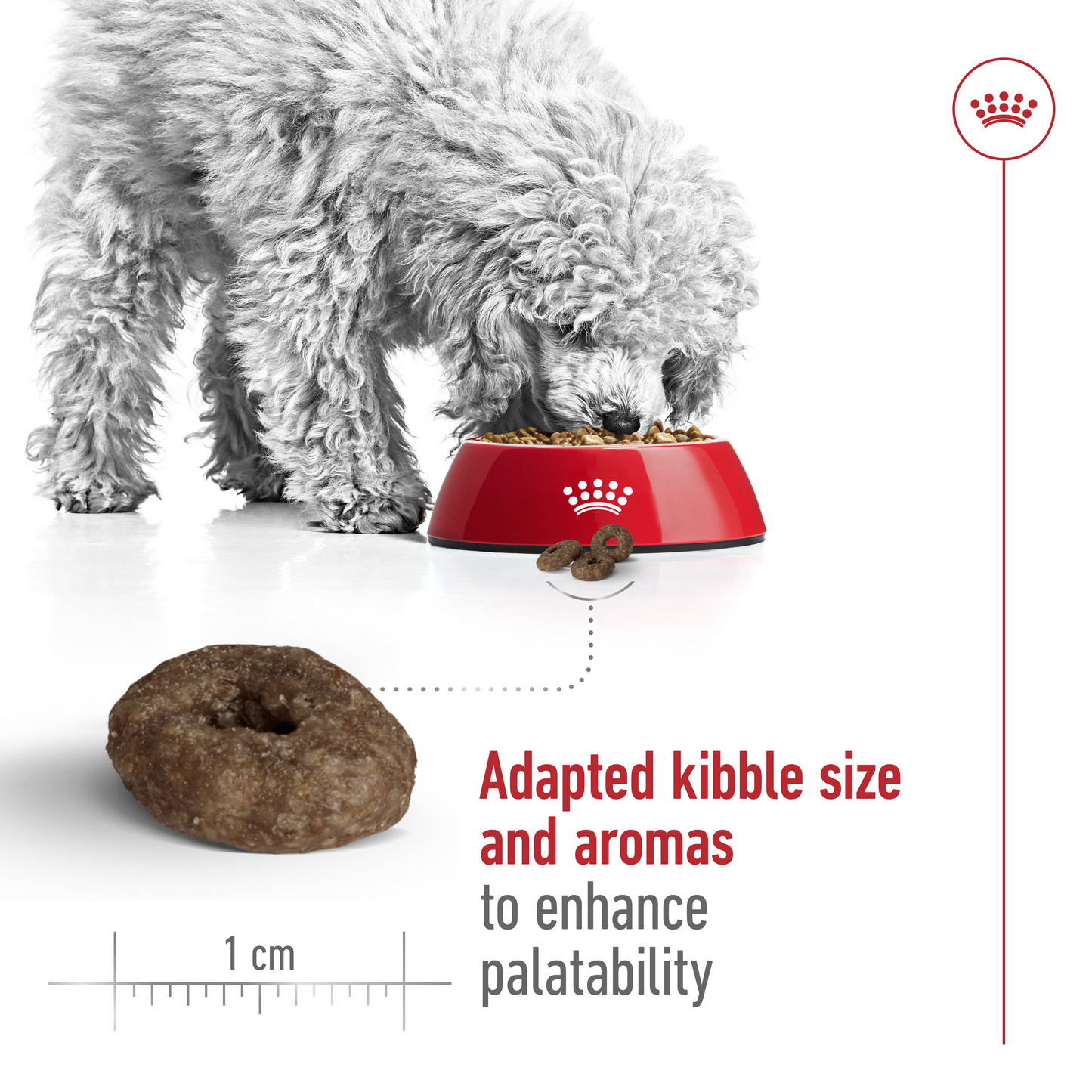 Royal Canin 1.5 kg Size Health Nutrition Mini Ageing 12+