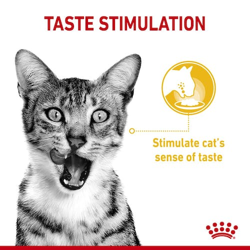 Royal Canin 12 x 85 gm Feline Health Nutrition Sensory Taste Gravy (Wet Food Pouches)