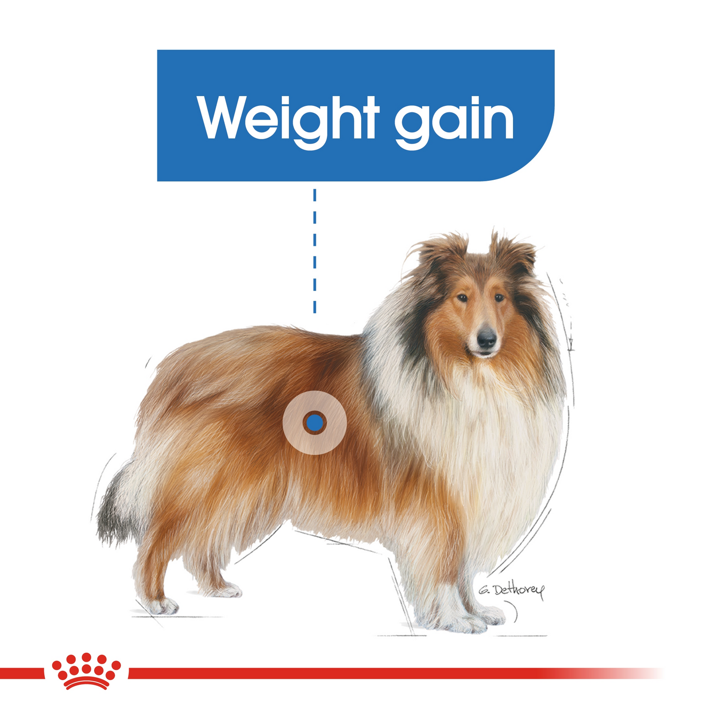 Royal Canin 12 kg Canine Care Nutrition Maxi Light Weight Care