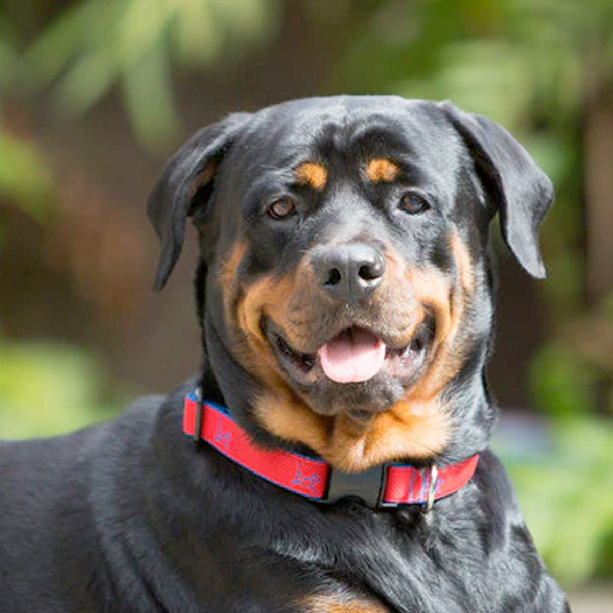 LupinePet 1/2" (Width)  8-12"(Neck) Adjustable Collar for Small Dogs - Derby Red