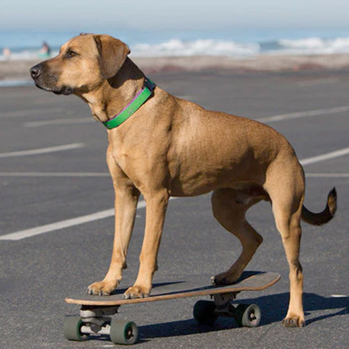 LupinePet 1/2" (Width)  8-12"(Neck) Adjustable Collar for Small Dogs - Augusta Green