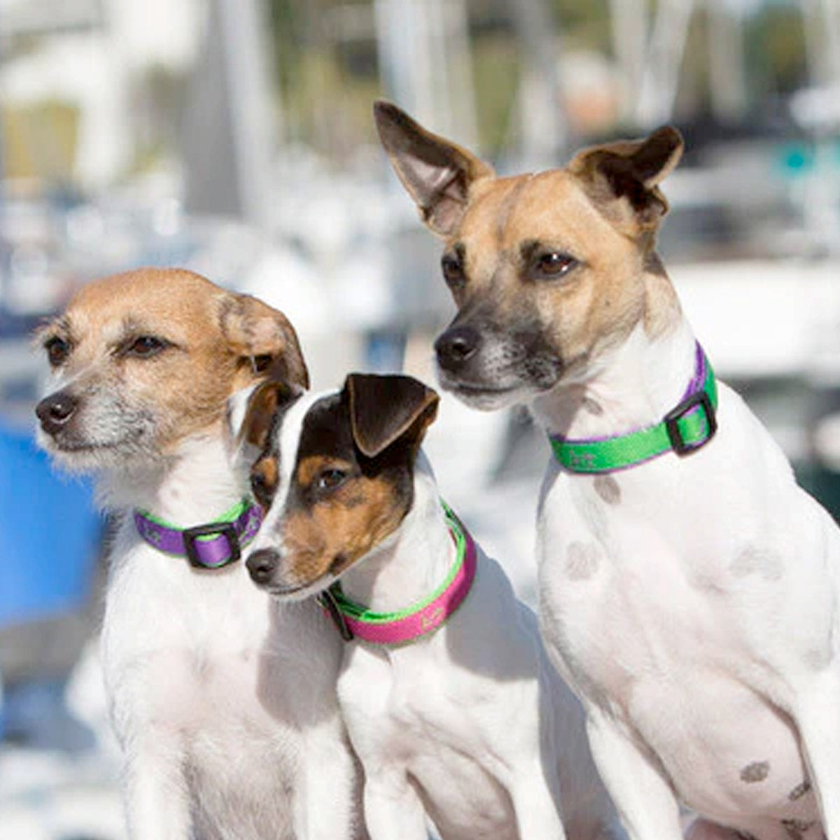 LupinePet 1/2" (Width)  8-12"(Neck) Adjustable Collar for Small Dogs - Bermuda Pink