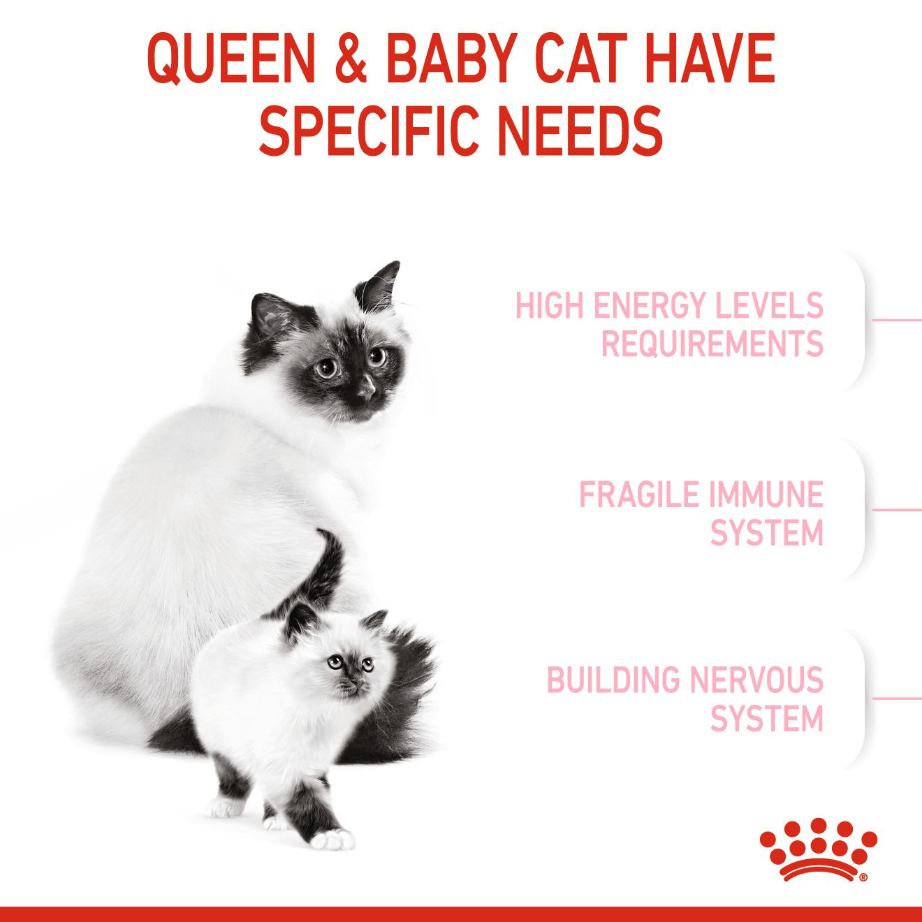 Royal Canin 10 kg Feline Health Nutrition Mother & Babycat