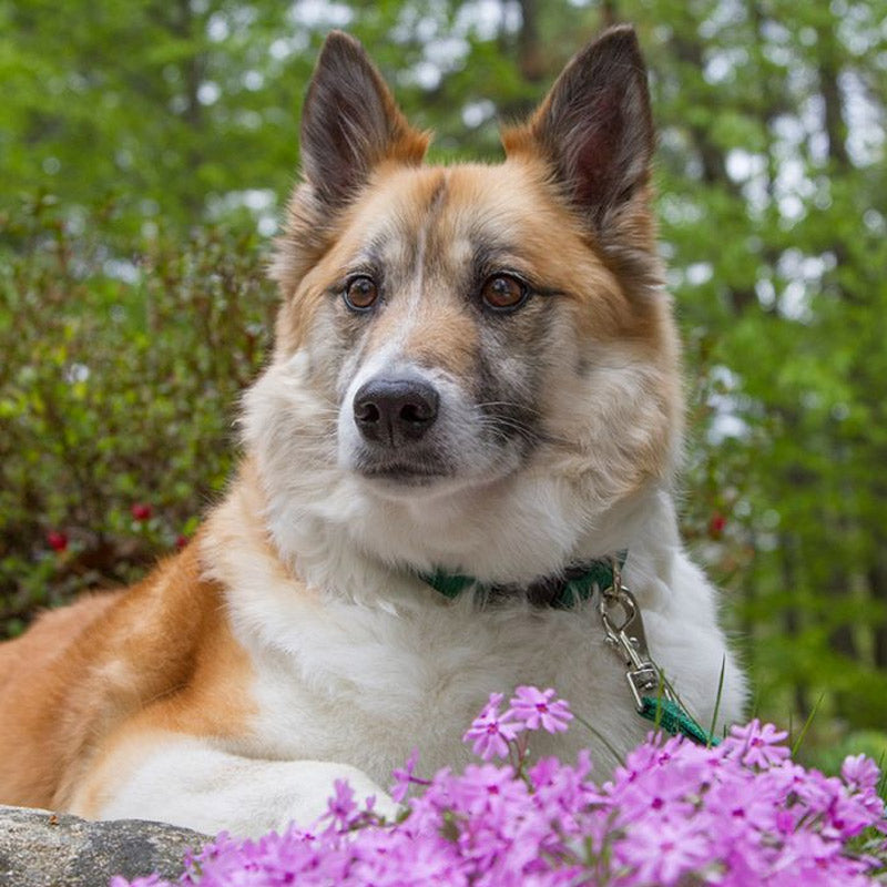 BASICS Adjustable Collar GREEN 1" FOR LARGE DOGS