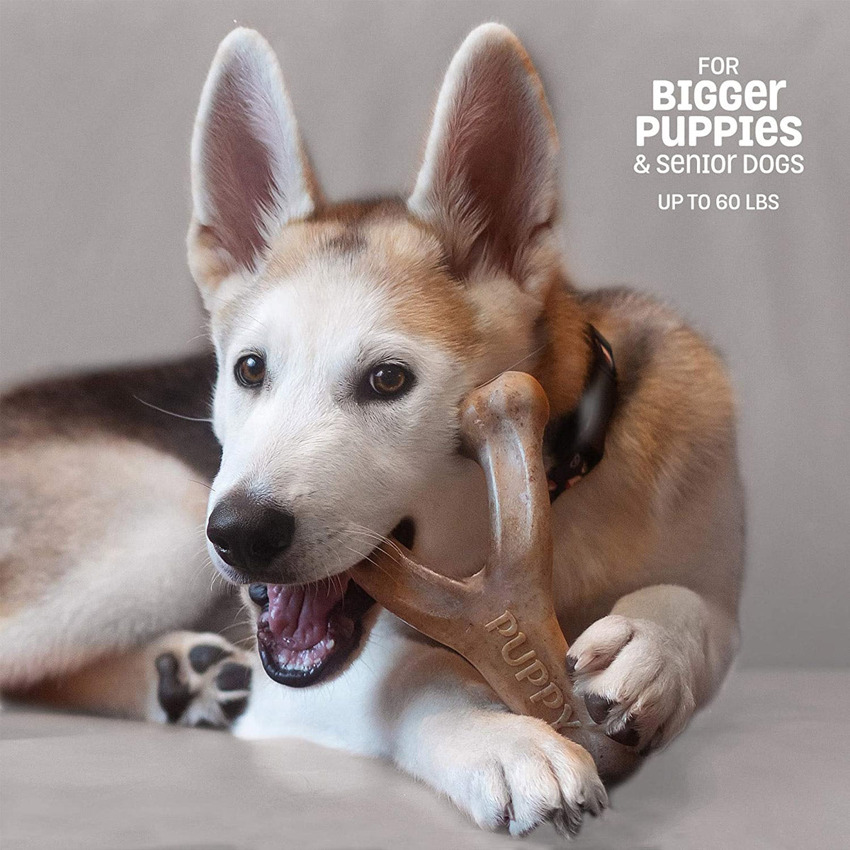 Benebone Puppy Wishbone Dog Chew Toy - Bacon