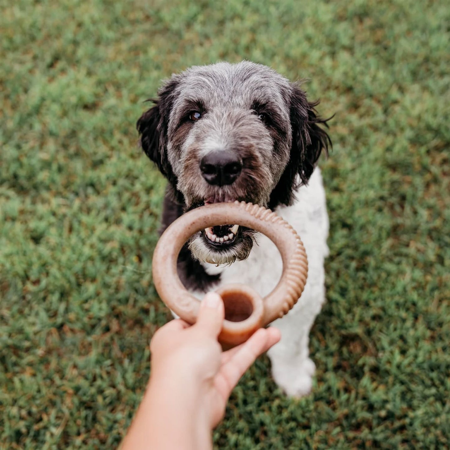 Benebone RING Dog Toy - Bacon