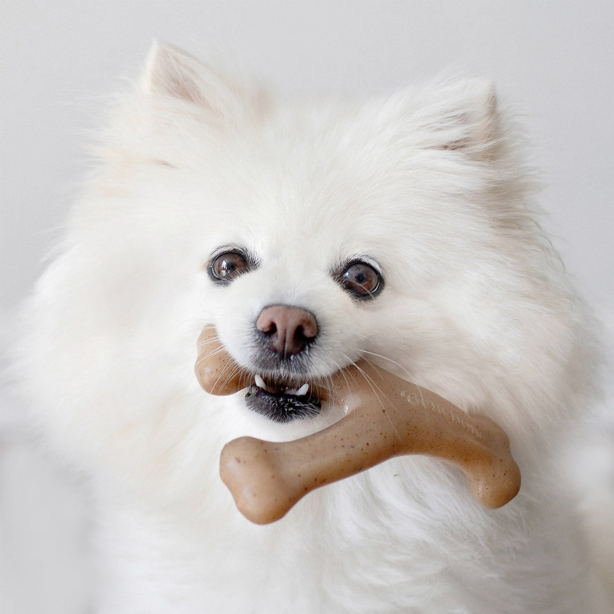 Benebone Wishbone Dog Chew Toy - Bacon