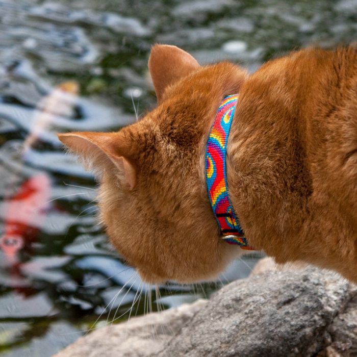 LOLLIPOP Cat collar Originals