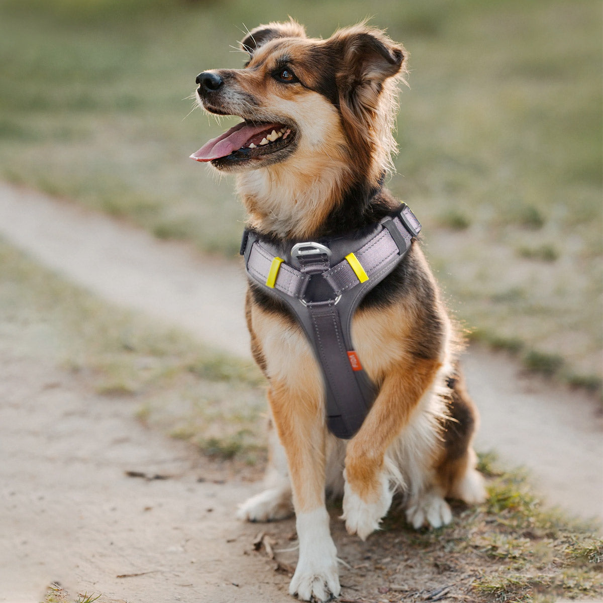 Fida Dog Harness - Yellow - S