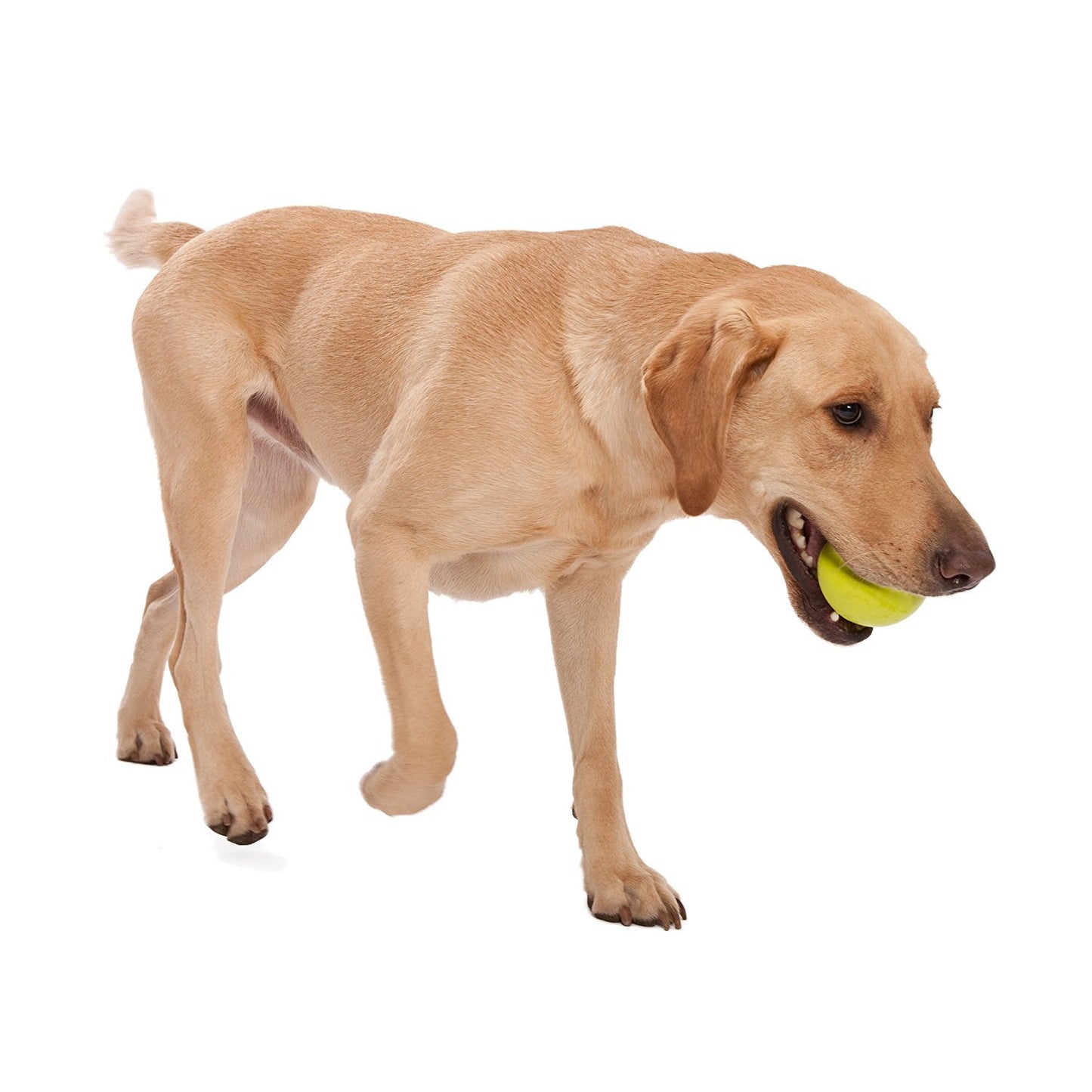 Westpaw Design Jive Dog Ball