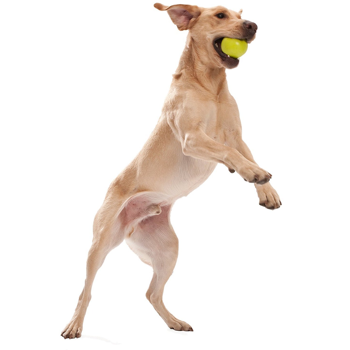 Westpaw Design Jive Dog Ball