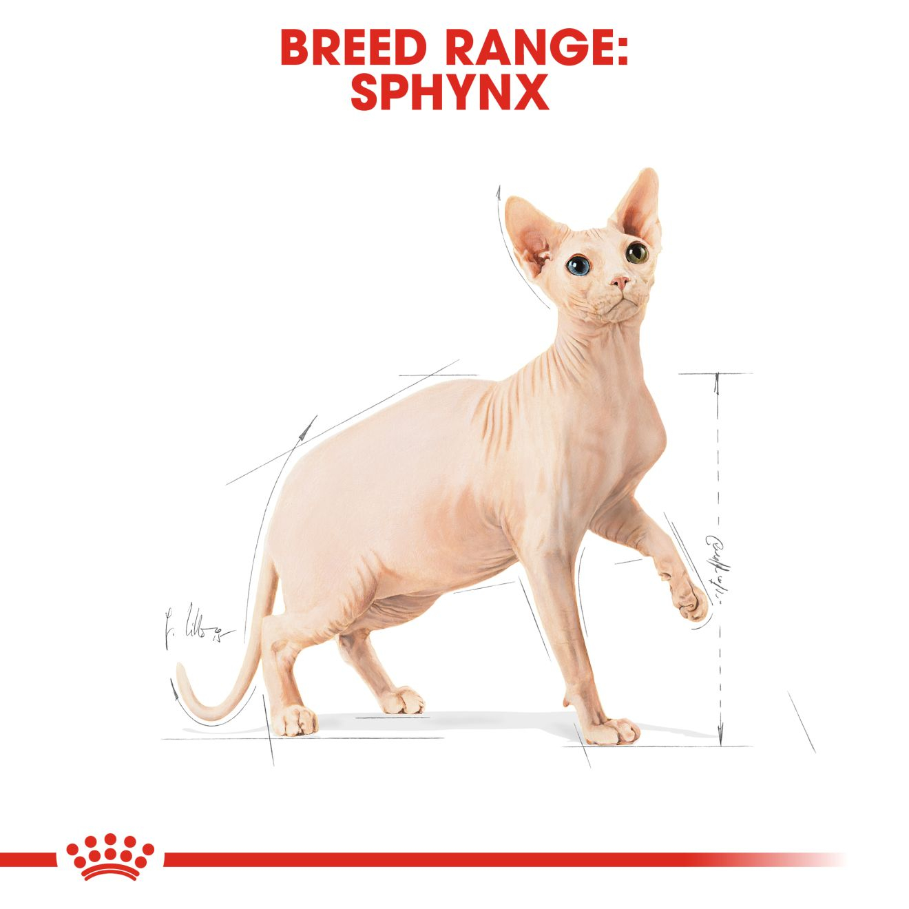 Royal Canin 2 kg Feline Breed Nutrition Sphynx