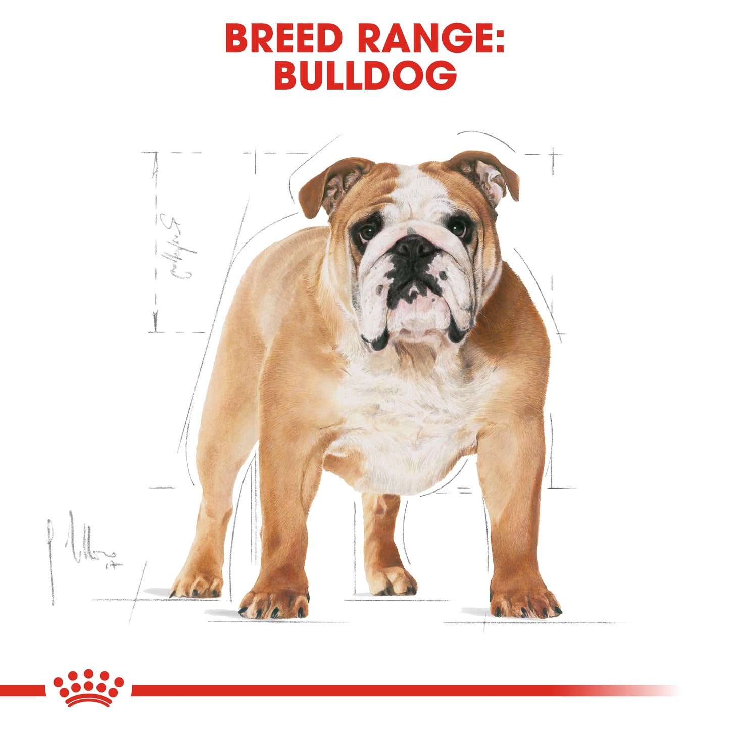 Royal Canin 12 kg Breed Health Nutrition Bulldog Adult