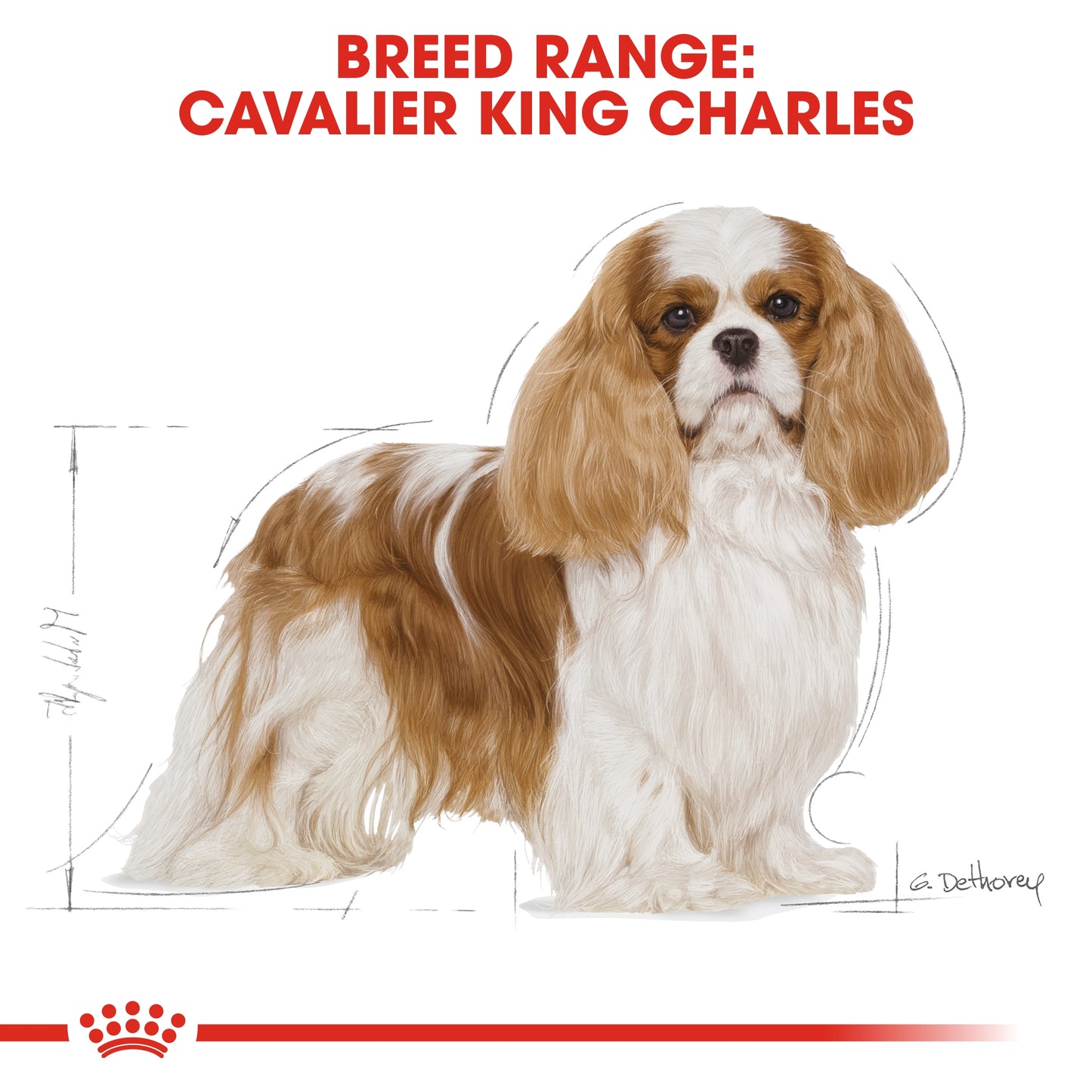 Royal Canin Breed Health Nutrition Cavalier King Charles Adult 1.5 kg