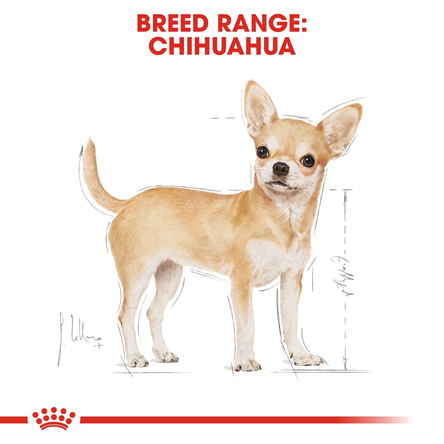 Royal Canin 1.5 kg Breed Health Nutrition Chihuahua Adult