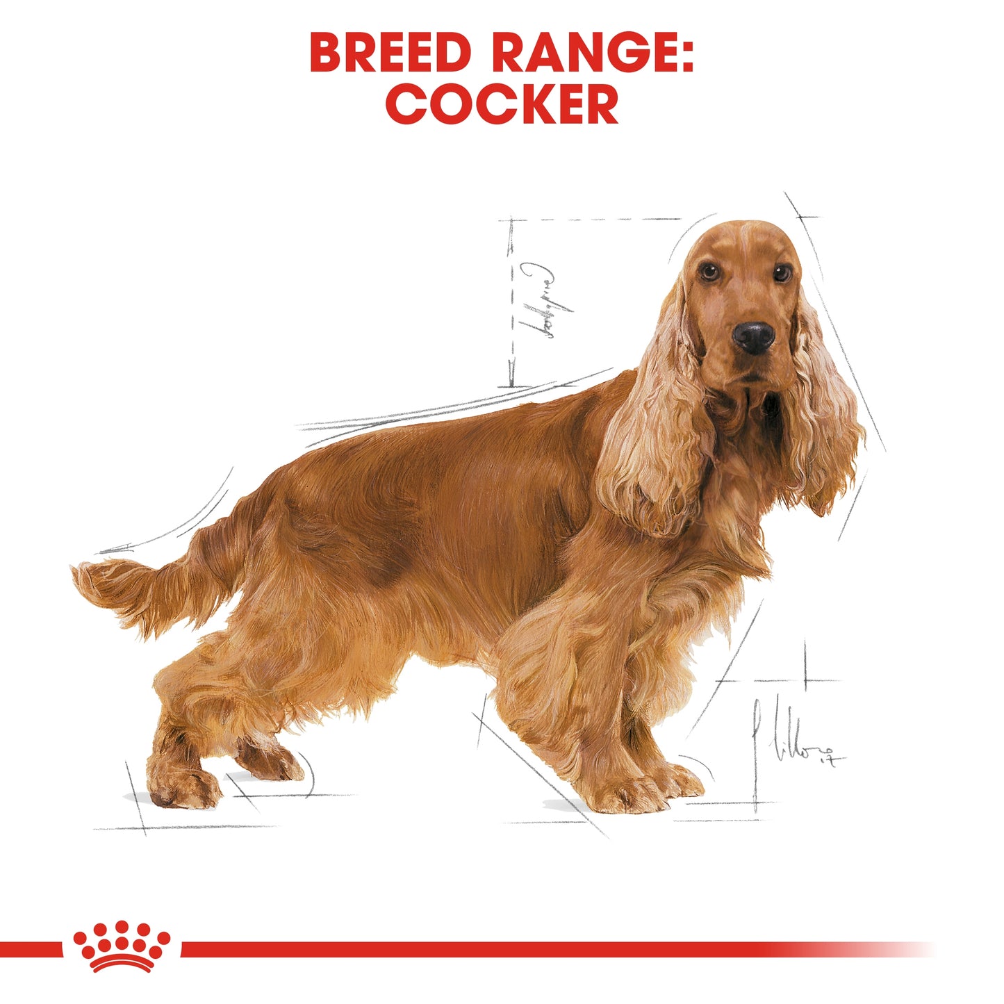 Royal Canin 3 kg Breed Health Nutrition Cocker Adult