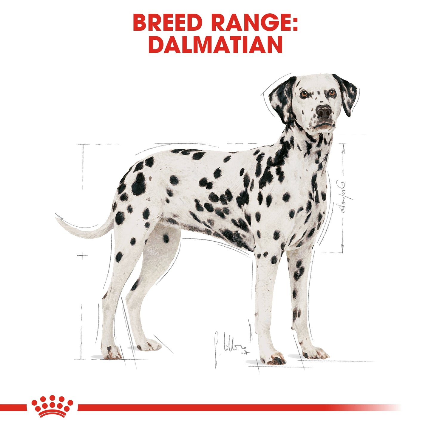 Royal Canin 12 kg Breed Health Nutrition Dalmatian Adult