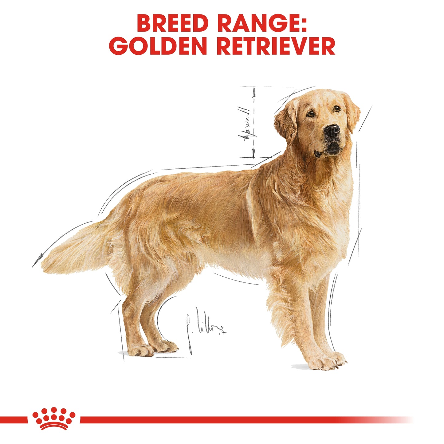 Royal Canin 12 kg Breed Health Nutrition Golden Retriever Adult