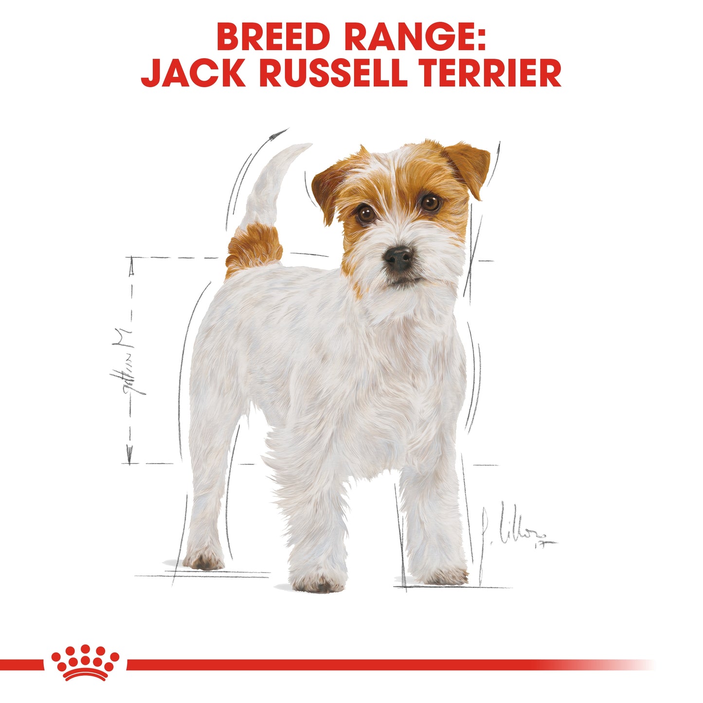Royal Canin 1.5 kg Breed Health Nutrition Jack Russell Adult