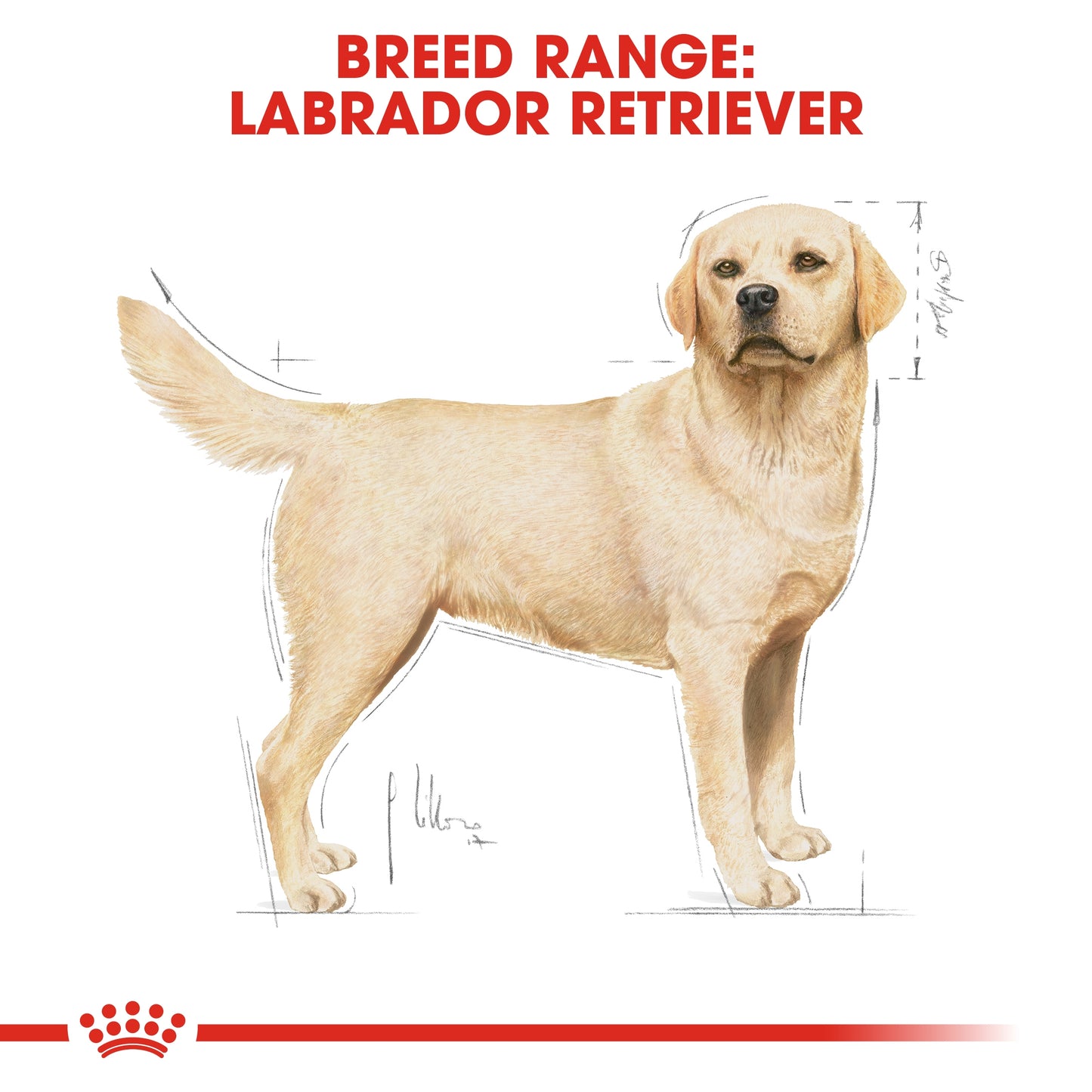 Royal Canin 12 kg Breed Health Nutrition Labrador Adult
