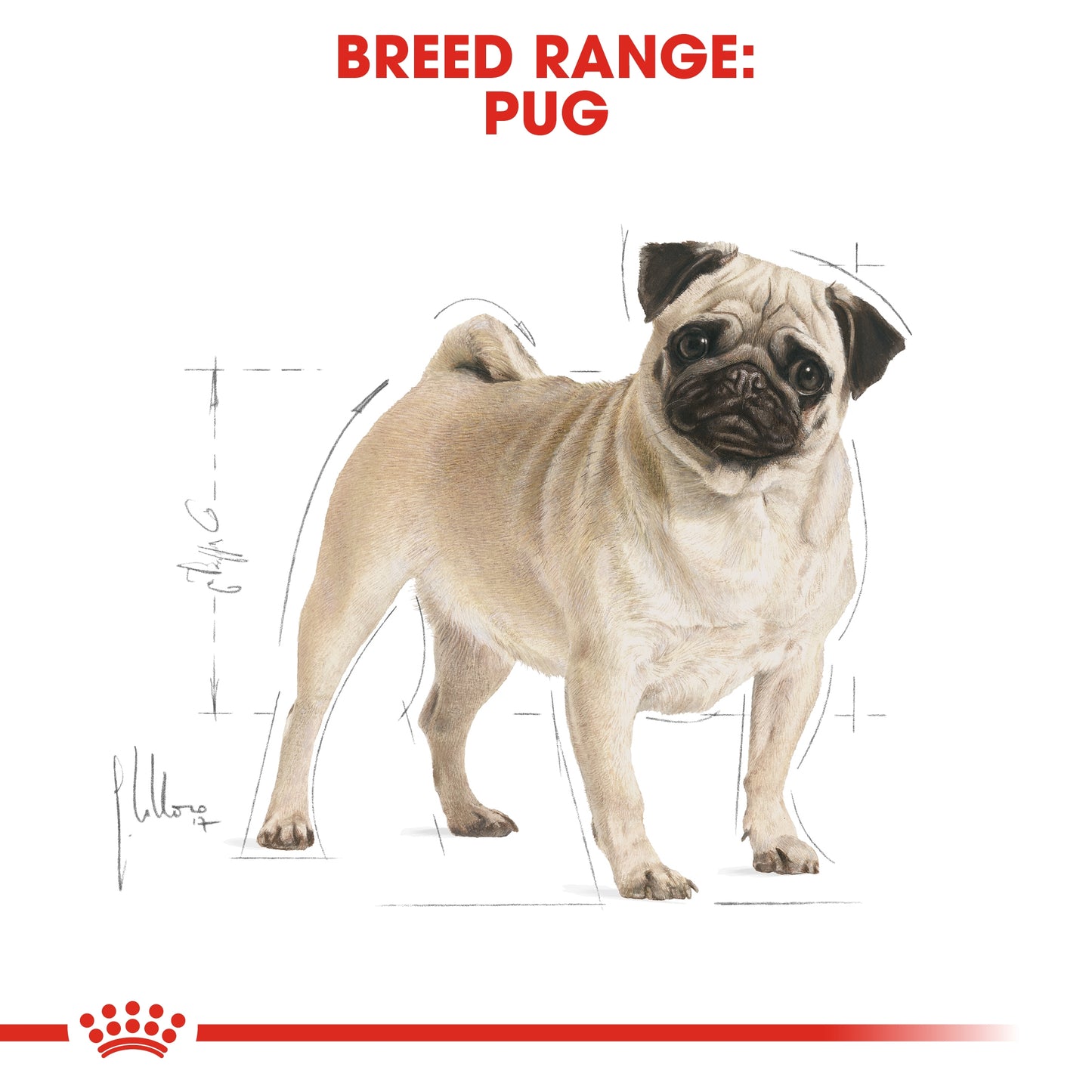 Royal Canin 1.5 kg Breed Health Nutrition Pug Adult