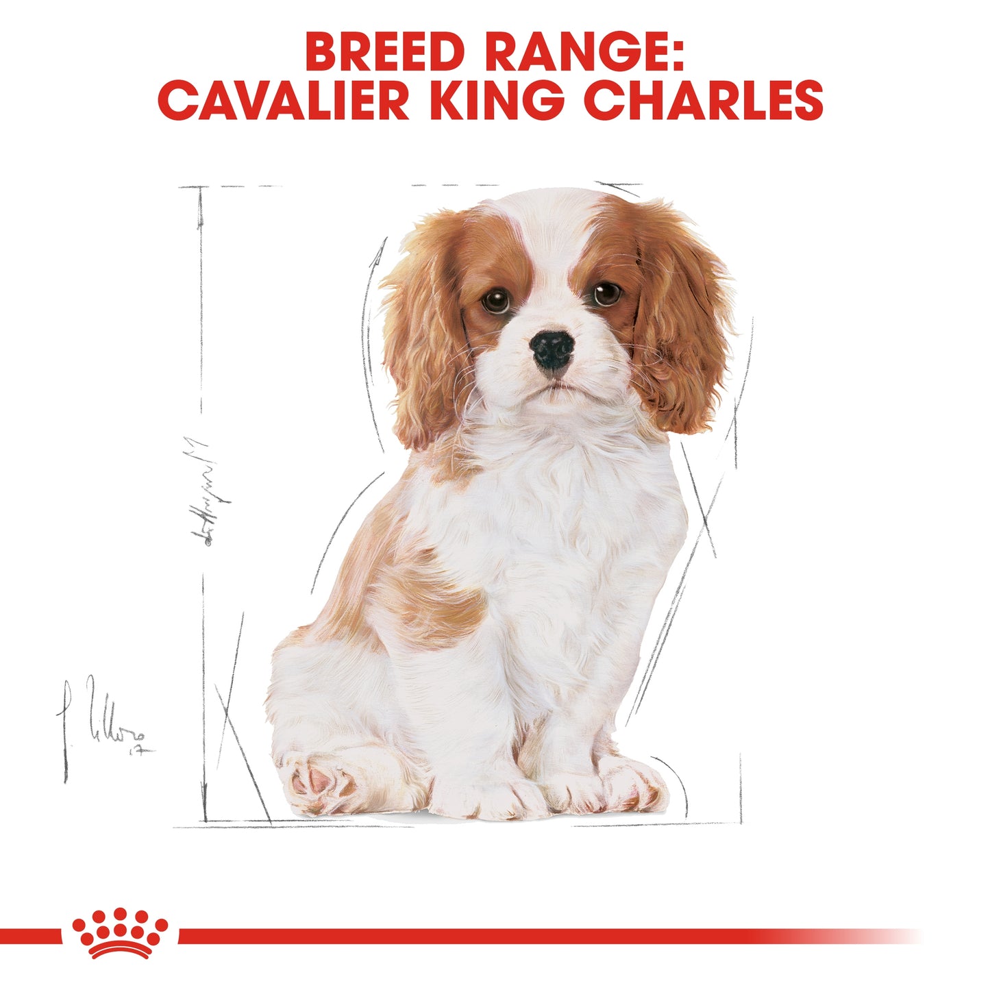 Royal Canin Breed Health Nutrition Cavalier King Charles Puppy 1.5 kg