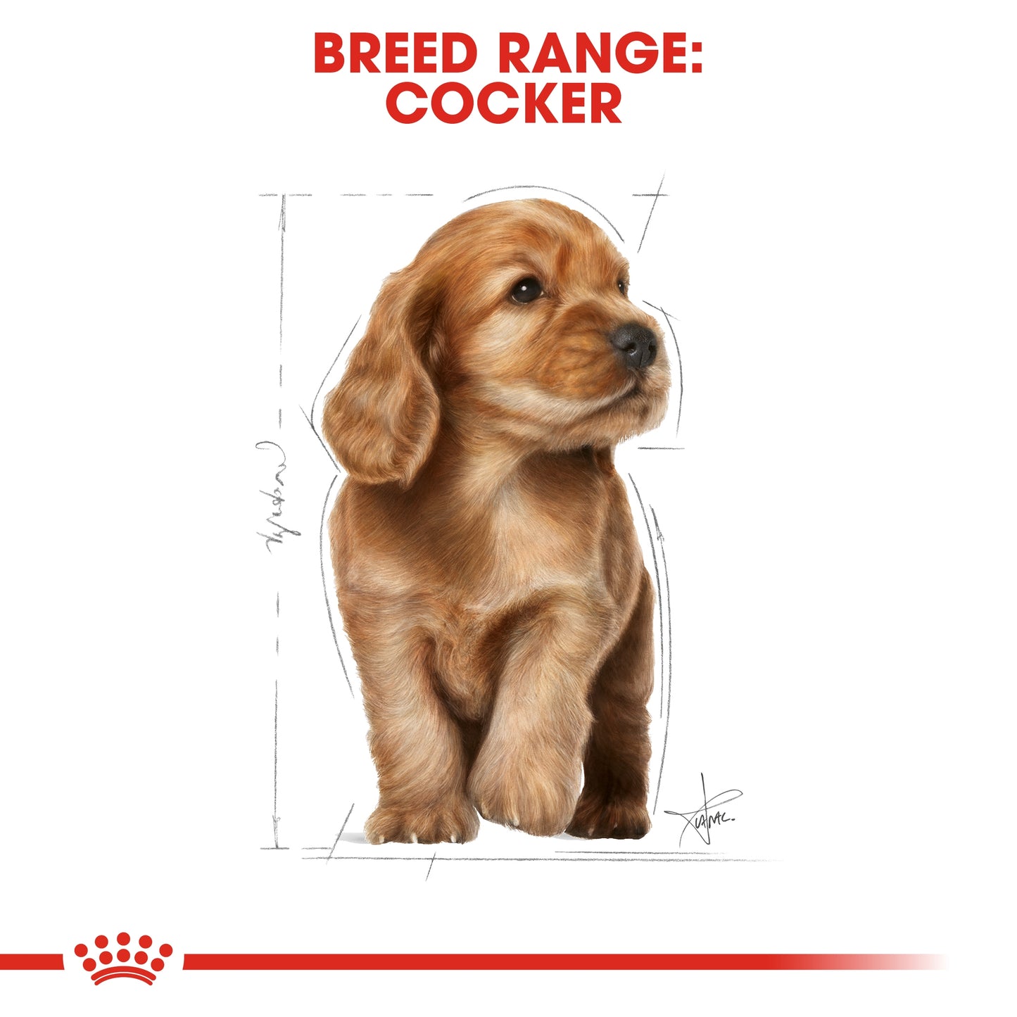 Royal Canin 3 kg Breed Health Nutrition Cocker Puppy