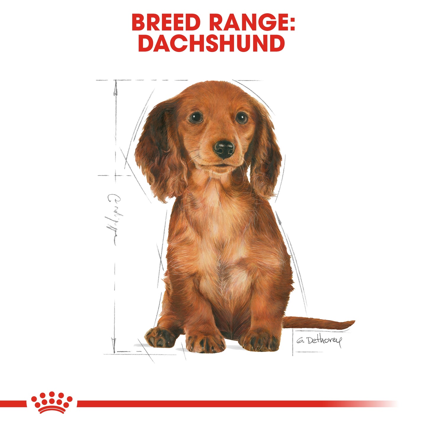 Royal Canin 1.5 kg Breed Health Nutrition Dachshund Puppy