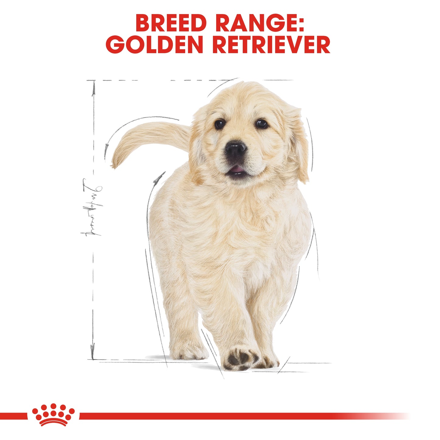 Royal Canin 12 kg Breed Health Nutrition Golden Retriever Puppy