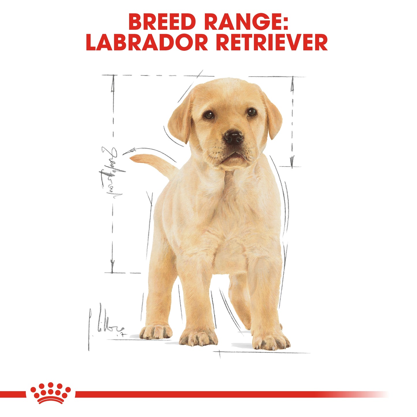 Royal Canin Breed Health Nutrition Labrador Puppy 3 kg