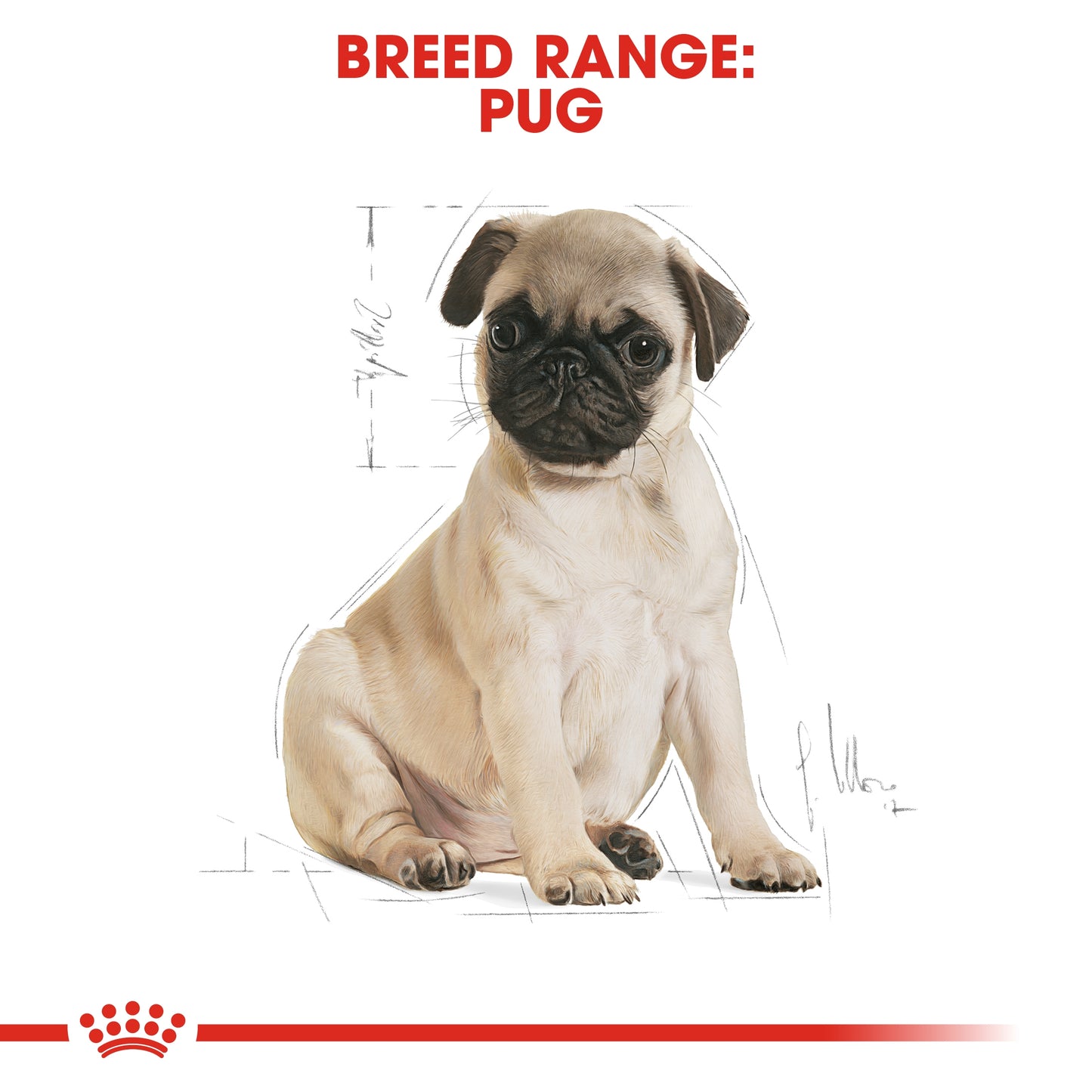 Royal Canin 1.5 kg Breed Health Nutrition Pug Puppy