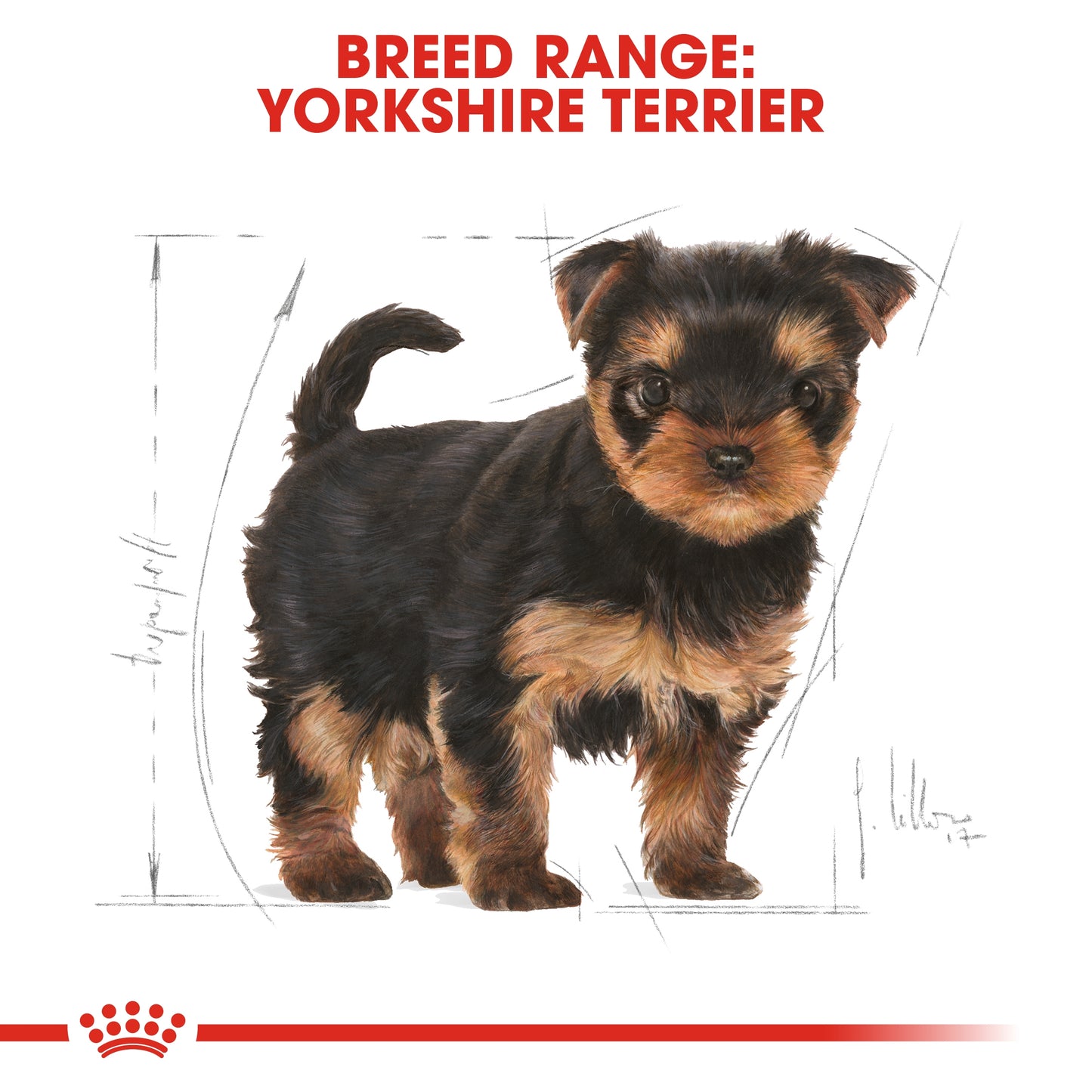 Royal Canin 1.5 kg Breed Health Nutrition Yorkshire Puppy