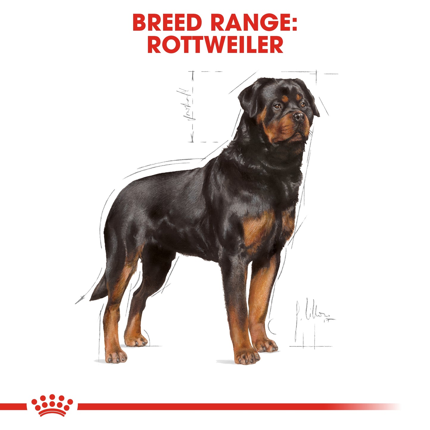 Royal Canin 12 kg Breed Health Nutrition Rottweiler Adult