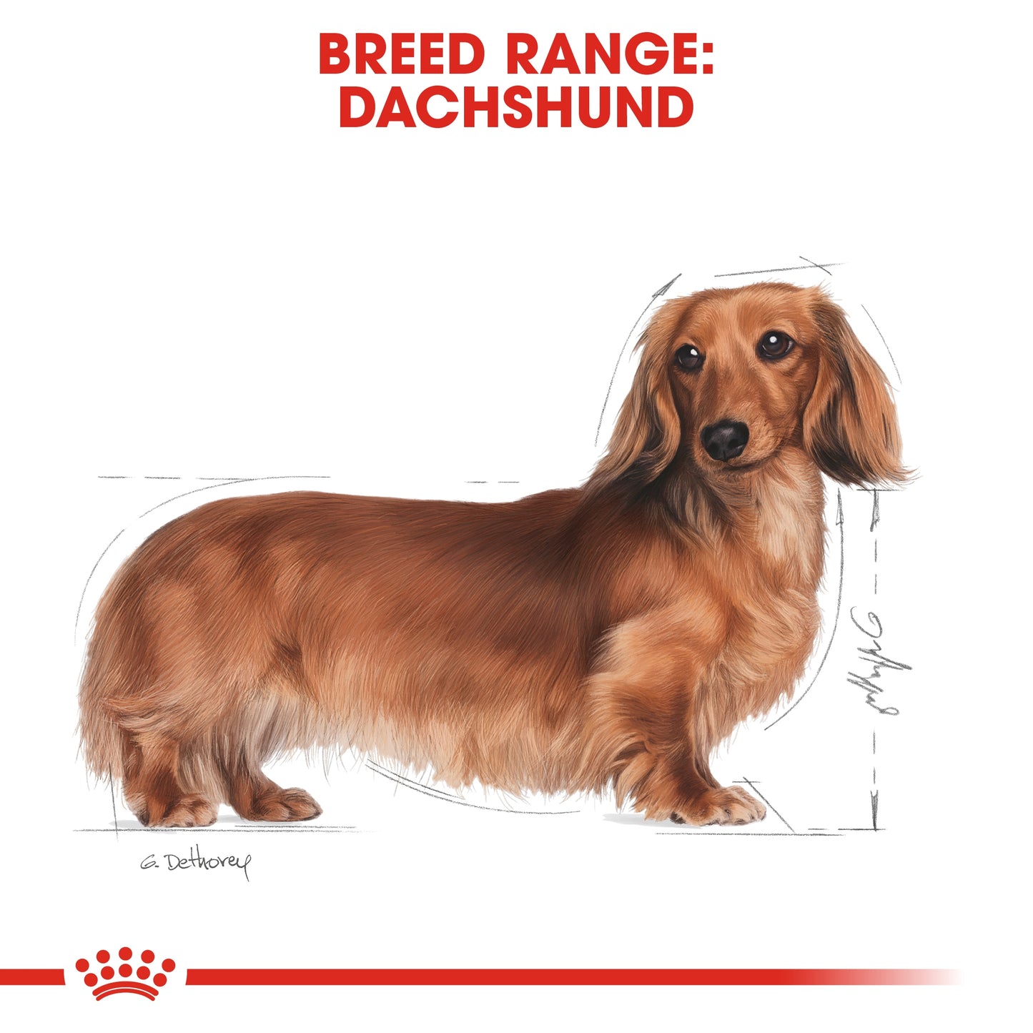Royal Canin 12 x 85 gm Breed Health Nutrition Dachshund Adult (Wet Food Pouches)