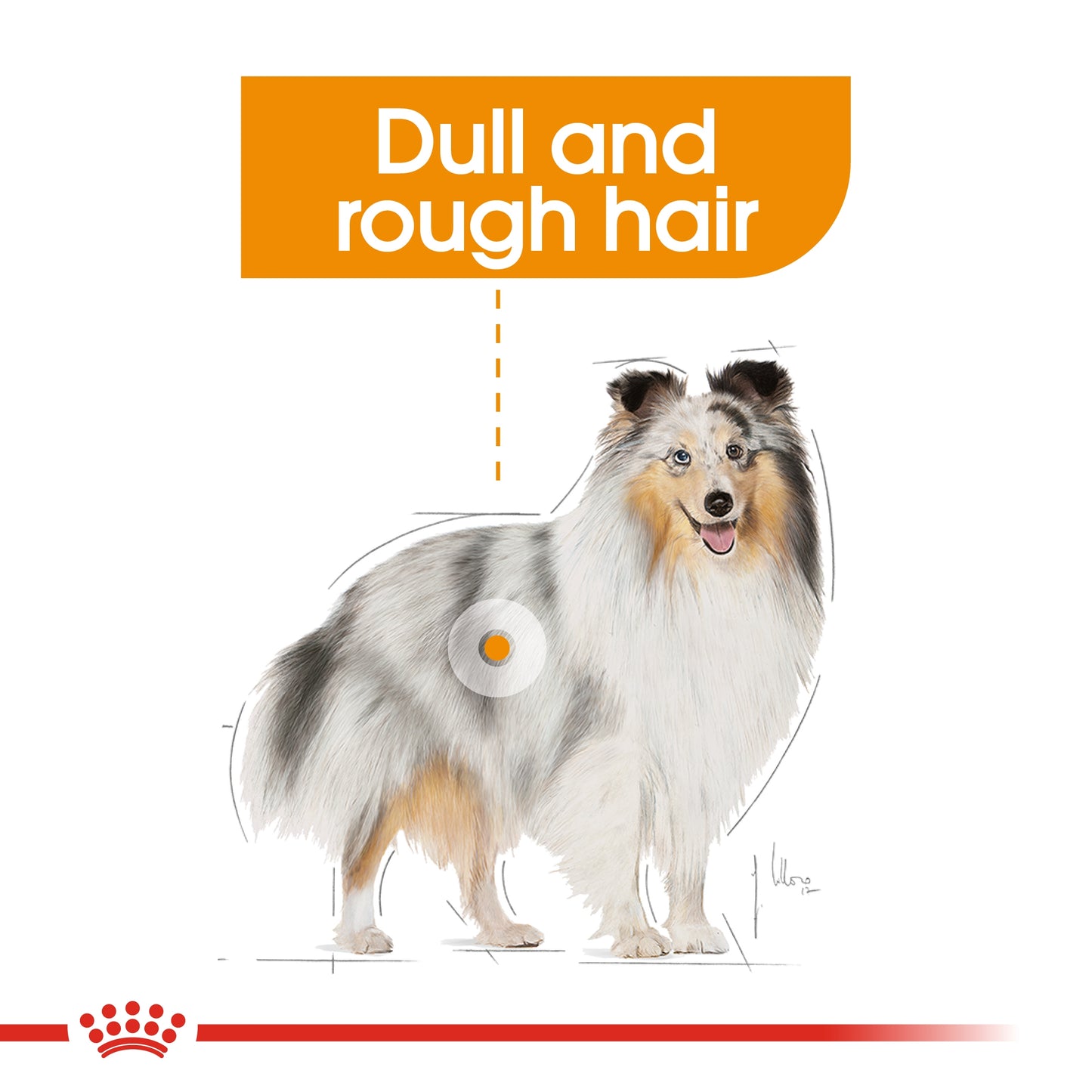 Royal Canin Canine Care Nutrition Coat Care (Wet Food Pouches) 12 x 85 g