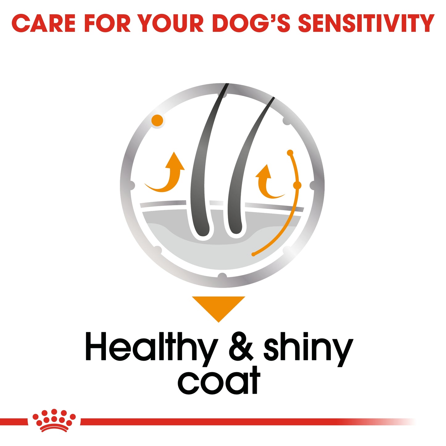 Royal Canin 12 x 85 gm Canine Care Nutrition Coat Care (Wet Food Pouches)