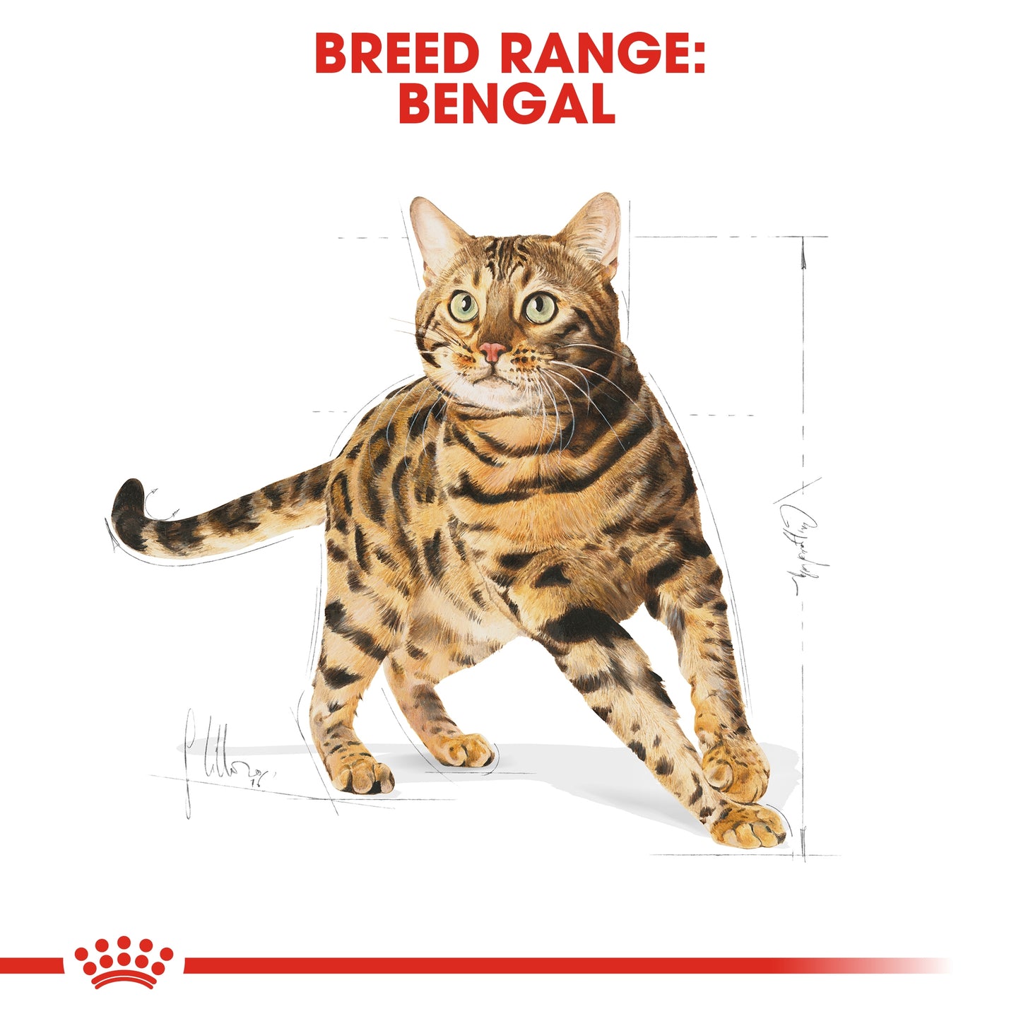 Royal Canin 2 kg Feline Breed Nutrition Bengal Adult