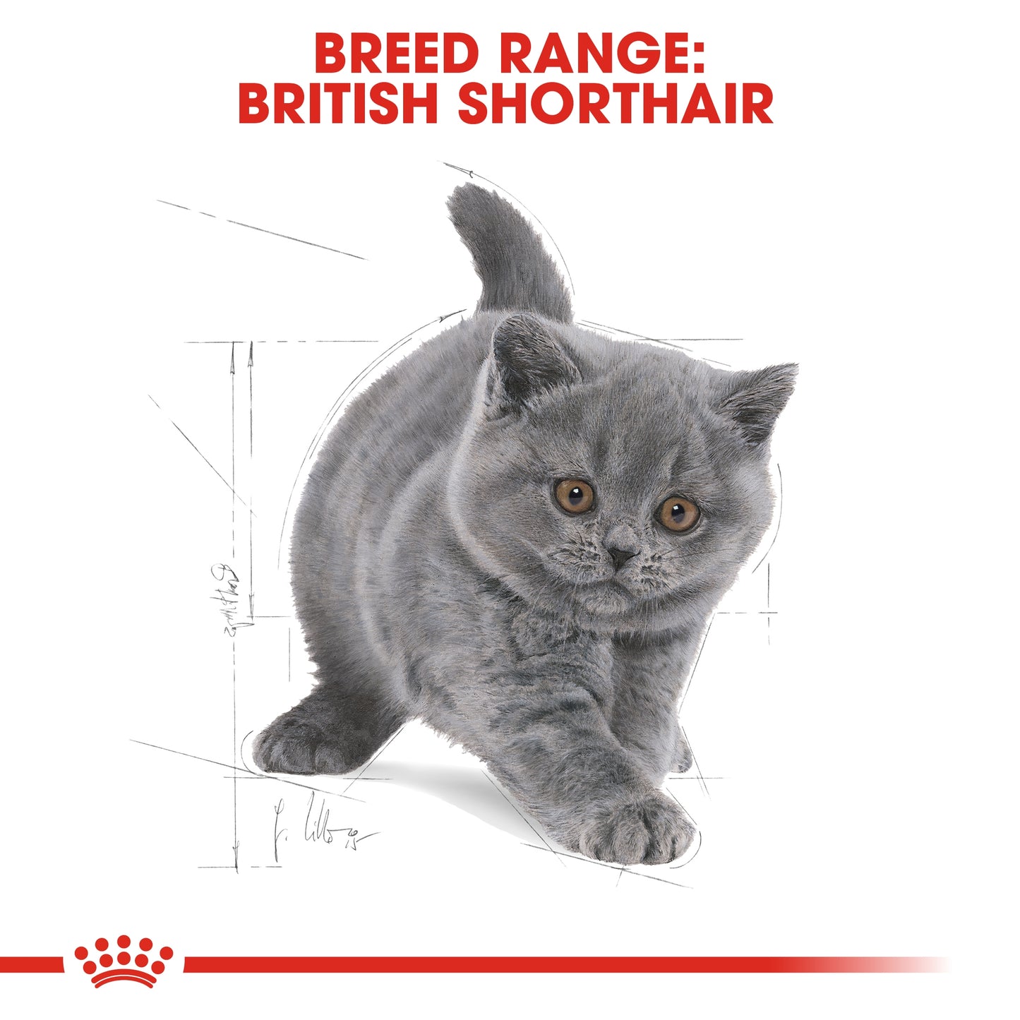 Royal Canin 2 kg Feline Breed Nutrition British Shorthair Kitten