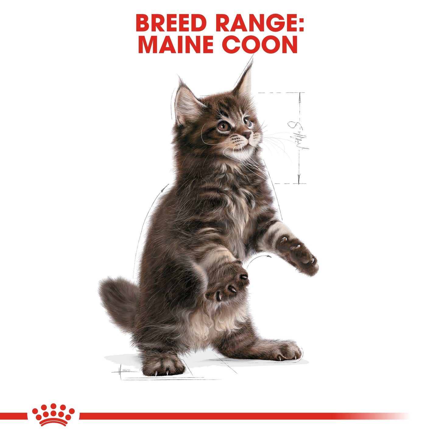 Royal Canin 2 kg Feline Breed Nutrition Maine Coon Kitten
