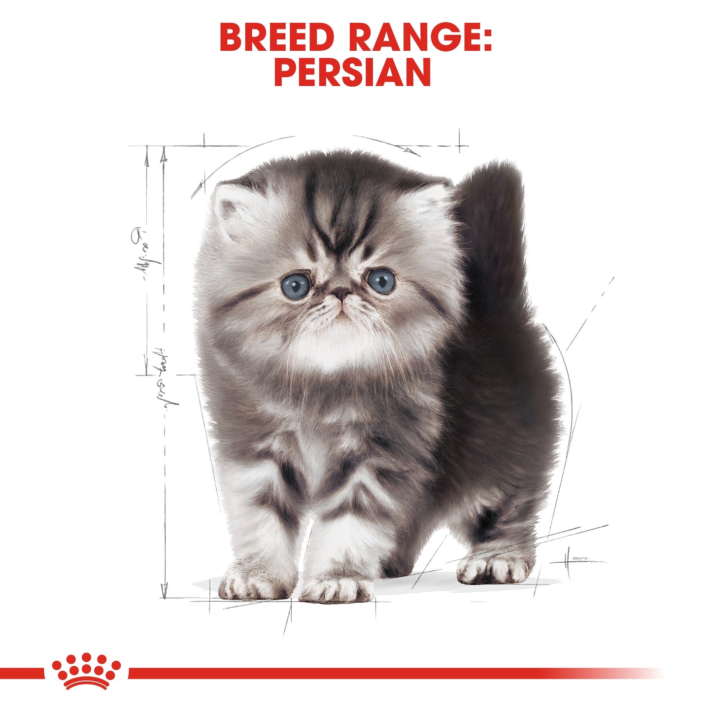 Royal Canin Feline Breed Nutrition Persian Kitten 2 kg