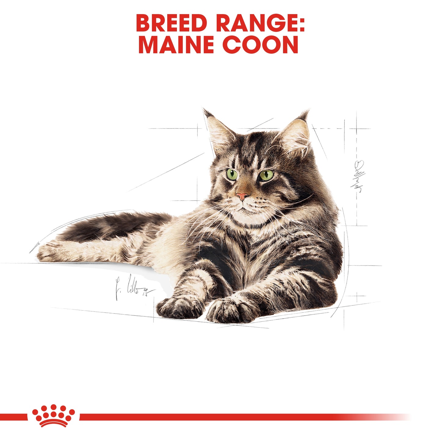 Royal Canin 2 kg Feline Breed Nutrition Maine Coon Adult