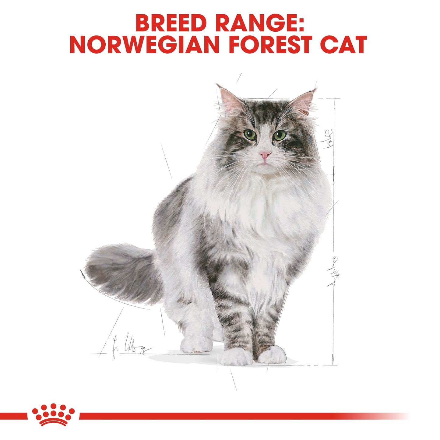 Royal Canin 2 kg Feline Breed Nutrition Norwegian Forest Cat Adult