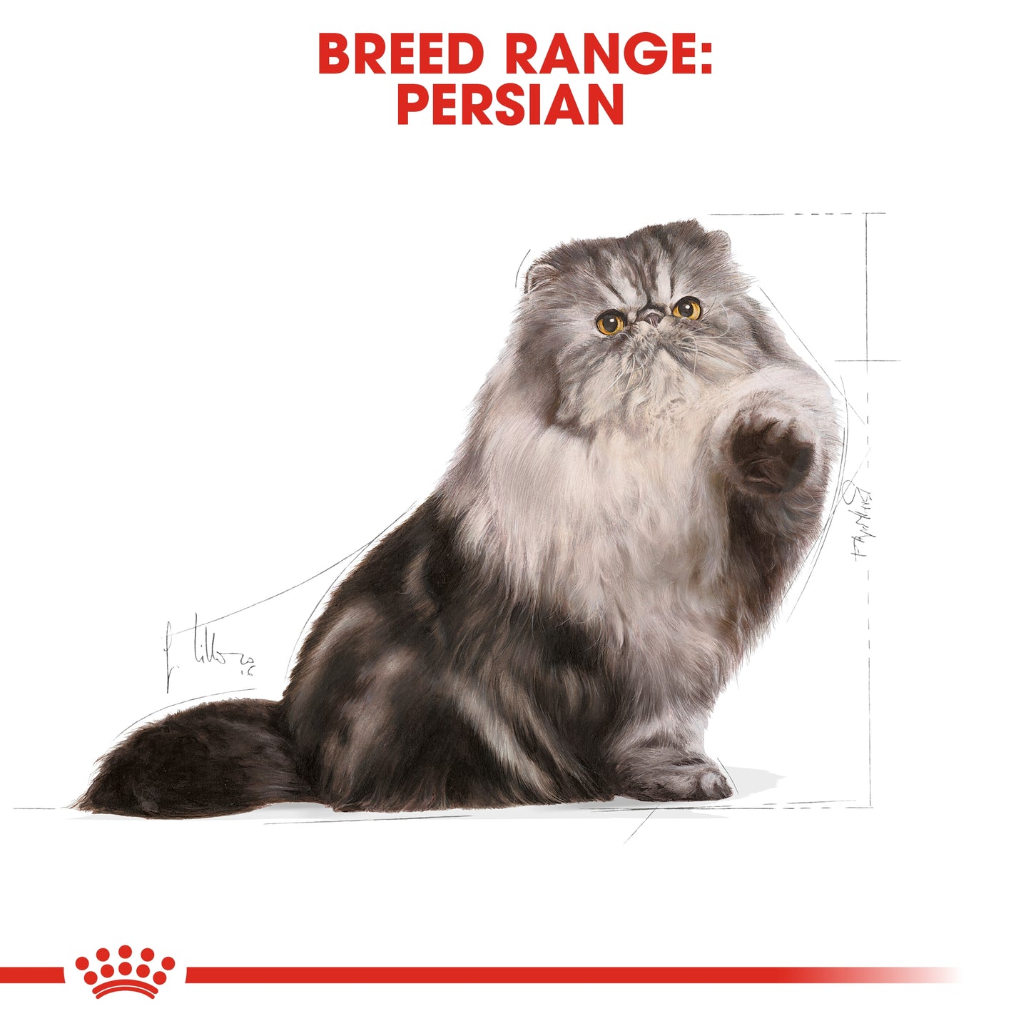 Royal Canin 4 kg Feline Breed Nutrition Persian Adult