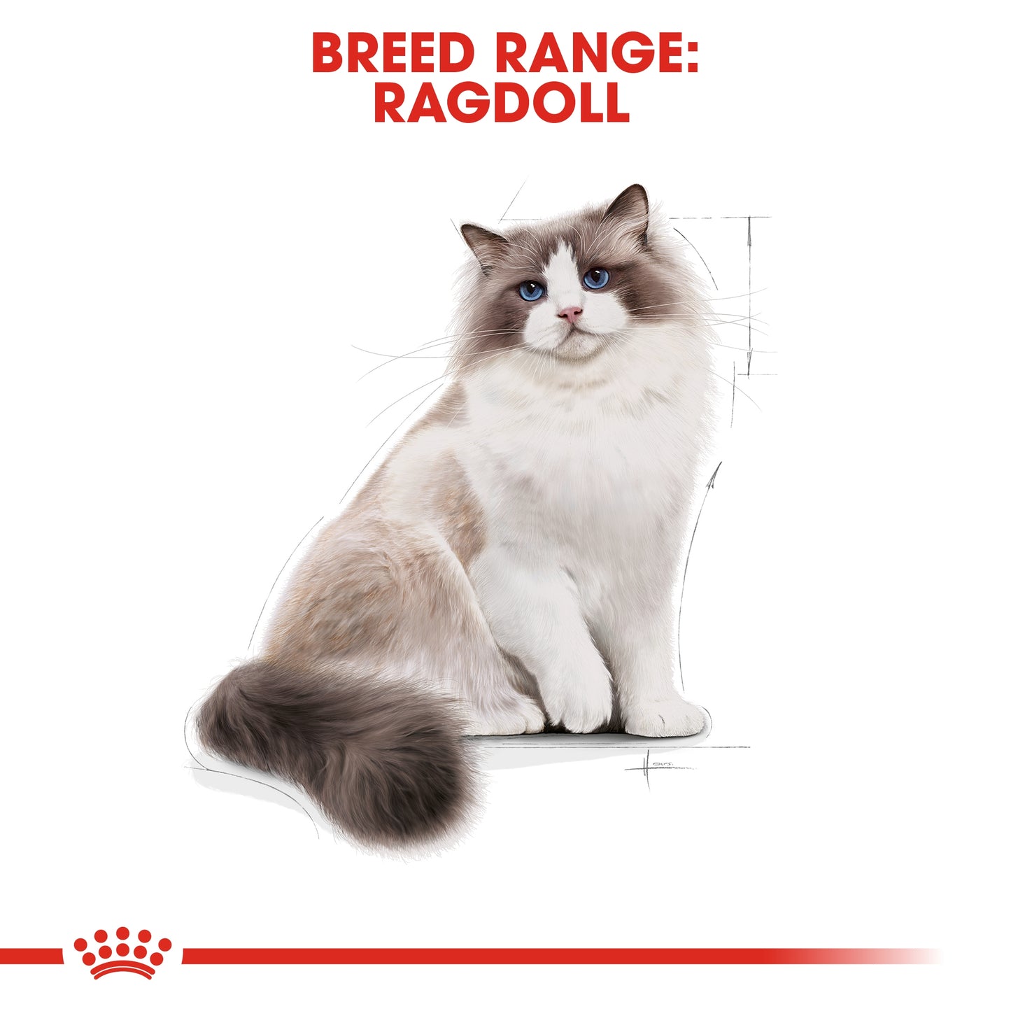 Royal Canin Feline Breed Nutrition Ragdoll Adult 2kg + Kit Cat Tuna Classic 80g
