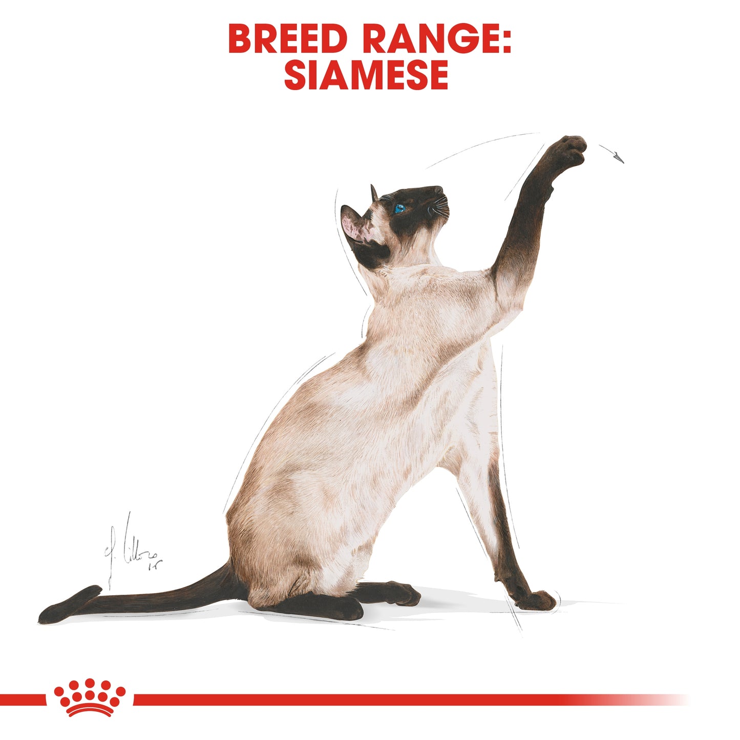 Royal Canin 2 kg Feline Breed Nutrition Siamese Adult