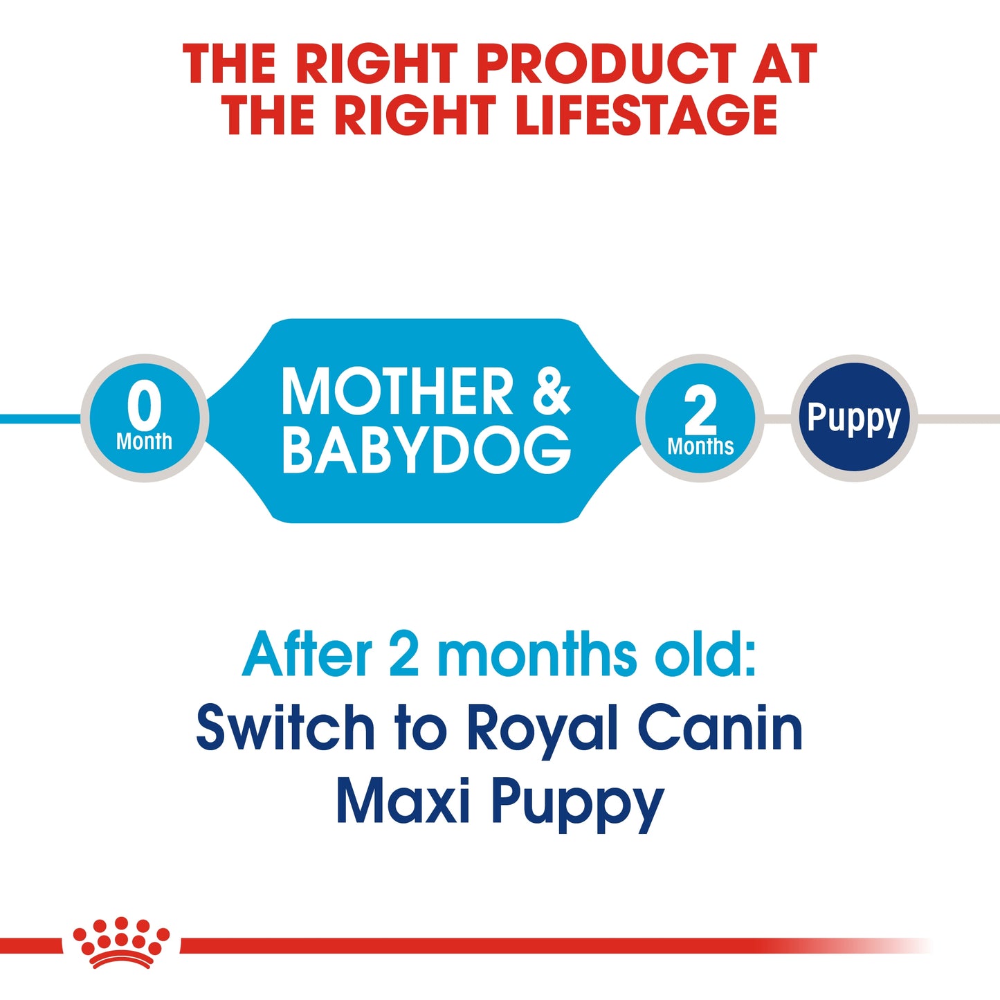 Royal Canin 15 kg Size Health Nutrition Maxi Starter